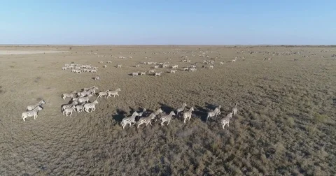 Aerial fly over view of an extremely large group of zebra migrating across the Stock Footage 85246957