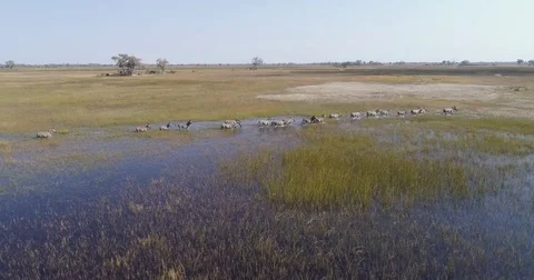 Aerial fly over view of a herd of zebra walking throug the wet grassy plains of Video stock 85261195