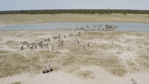 Aerial fly over view of herd of migrating zebras drinking at a waterhole on the Vídeo Stock 107214918