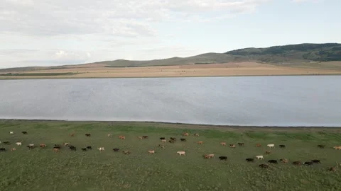 Aerial fly over view isolated large Herd of cows on green field walks freel.. Stock-Footage 309328460