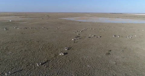 Aerial fly over view of a large group of zebra migrating across the vast Stock Footage 85246857