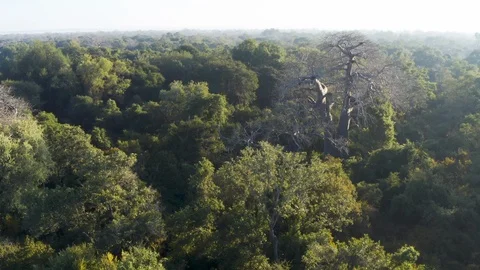 Aerial fly over view of a large baobab tree in a tropical rain forest, Central Stock Footage 112857339
