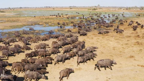 Aerial fly over view of a large herd of Cape buffalo walking in Okavango Delta Stock Footage 118287609
