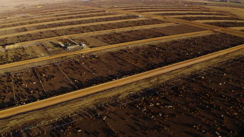 Aerial fly over view of a large cattle feedlot Stock Footage 137085906