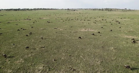 Aerial fly over view Migrating herd wildebeest grazing in African savannah Stock Footage 160905989
