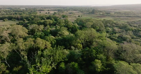 Aerial fly over view. Shocking deforestation of a tropical forest  Stock Footage 290407925