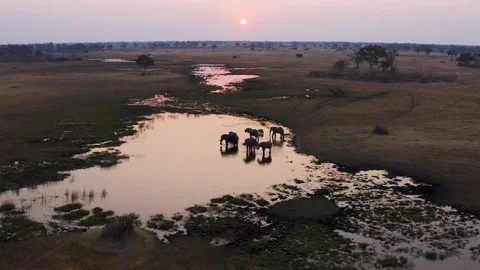 Aerial fly over view of a small group of elephants drinking in a river at sunset Stock Footage 118058057