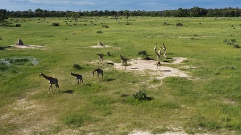 Aerial fly over view of a small herd of giraffes walking in the Okavango Stock Footage 127991983