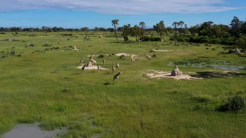 Aerial fly over view of a small herd of giraffes walking across the grasslands Video stock 127992609