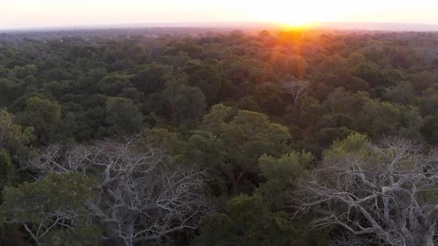 Aerial fly over view of the sun setting over the tree tops with large baobab Stock Footage 112875696