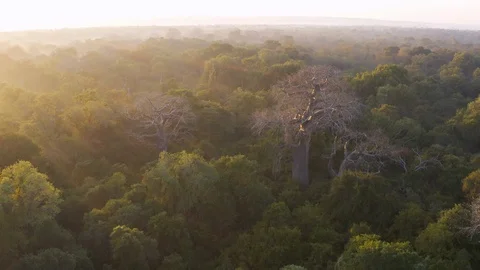 Aerial fly over view of the sun's rays streaming over the tree tops with large Stock Footage 112875532