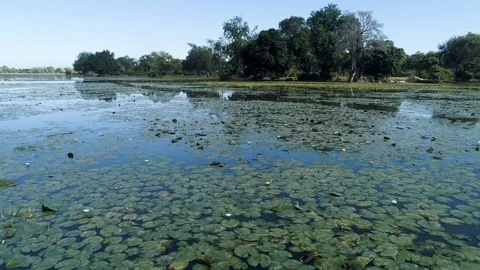 Aerial fly over view of water lilies in a wetland area in Gonarezhou National Stock Footage 112869996