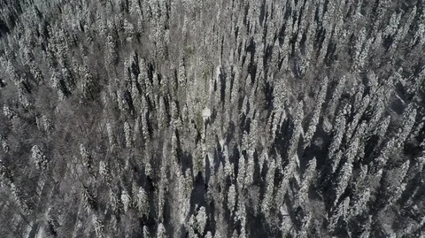 Aerial Fly over Winter Forest Stock-Footage 88083416