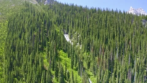 Aerial fly to Pine trees and waterfall on a mountain Stock Footage 233290975