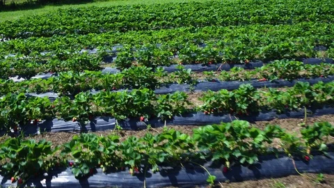 Aerial fly shot over rows of strawberries on plantation,strawberry,plastic foil. 스톡 동영상 89878579