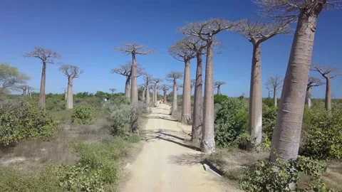 Aerial Fly Through Baobab Trees at Baobab Alley in Morondava, Madagascar Stock Footage 142493732