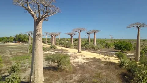 Aerial Fly Through Baobab Trees at Baobab Alley in Morondava, Madagascar Stock Footage 142496185