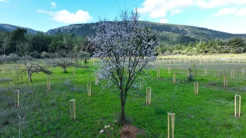 Aerial Fly-Through of Lush Pine Forest Canopy in Sunlight Stock Footage 321743565