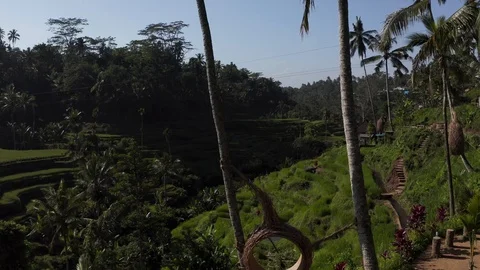 Aerial fly through palm tree nest in Ubud Tegalalang rice terraces in Bali, 4K Stock Footage 103222393