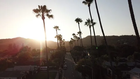 Aerial fly through of palm trees in Los Angeles, CA Stock Footage 80382997
