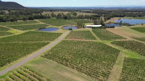 Aerial fly through the rows and patterns of a vineyard Stock Footage 275541145