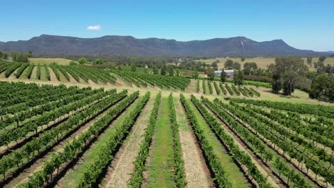 Aerial fly through rows in a vineyard with mountain background Stock Footage 275539829