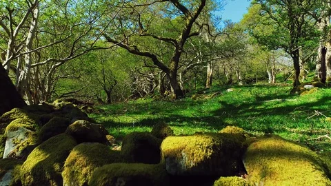 Aerial fly-through shot in a forest near a flowing river Stock Footage 89700098
