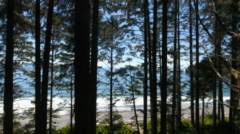 Aerial Fly Through of Trees and Beach Vancouver Island British Columbia Canada Stock Footage 64036934