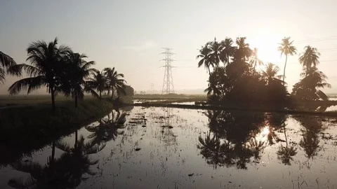 Aerial fly toward coconut trees in morning. Sun light diffuse the coconut trees Stock Footage 118079375