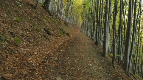 Aerial Fly Under Trees Over A Path In A Deciduous Forest Stock Footage 107127477