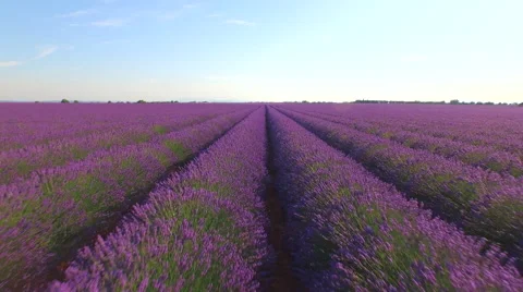 AERIAL: Flying above endless rows of beautiful lavender field Stock Footage 53798248