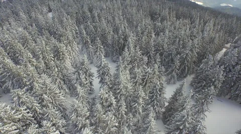 AERIAL: Flying above snowy winter forest in the mountains Stock Footage