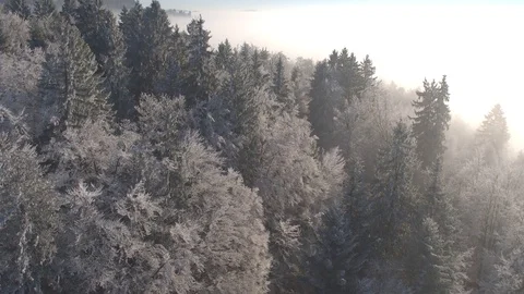 AERIAL: Flying above sparkling frozen winter forest wrapped in thick morning fog Stock Footage