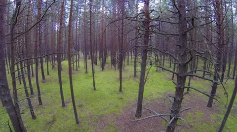 Aerial. Flying among the trees. Stock Footage 31849129