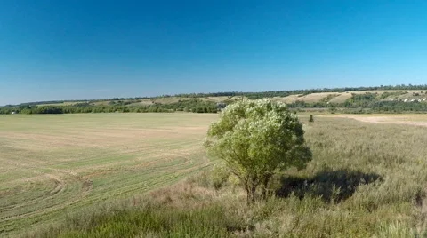 AERIAL: flying around the tree Stock Footage 54056285