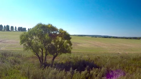 AERIAL: flying around the tree Stock Footage 54056378