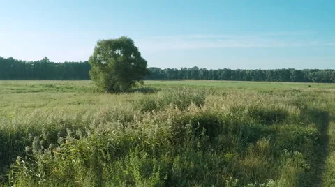 AERIAL: flying around the tree Stock Footage 54236642