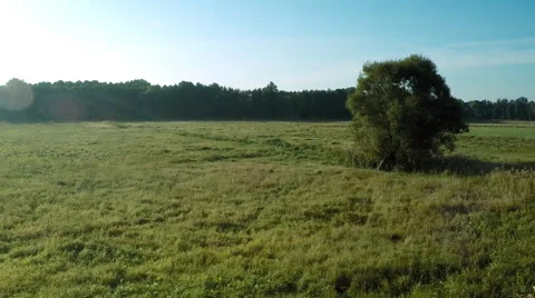AERIAL: flying around the tree Stock Footage 54236888