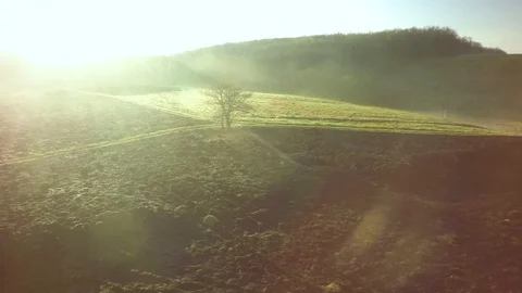 AERIAL: flying around the tree Stock Footage 89290501