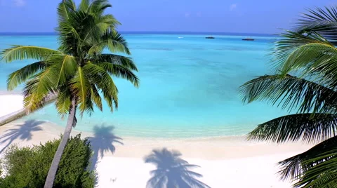 AERIAL: Flying between palm trees to the beautiful exotic beach Stock Footage 48517513