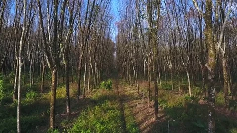 Aerial: Flying between the Rows of Rubber Trees on a Plantation in Thailand. HD Stock Footage 72580694