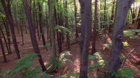 Aerial Flying Between Trees in Forest on Sunny Day Video stock 83505175