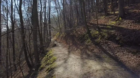 Aerial Flying Between Trees in Forest on Sunny Day Stock Footage 107002073