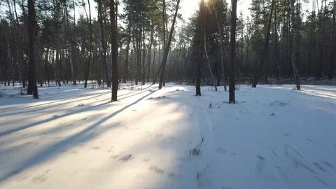 Aerial Flying Between Trees in Winter Forest at Sunset Video stock 101874999