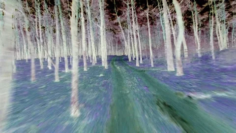 Aerial Flying Between Trees in Winter Forest at Sunset Negative Inverted Colors Stock Footage 151997928