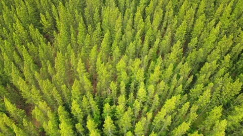 Aerial flying circles around the pine forest. Vídeo Stock 247646659
