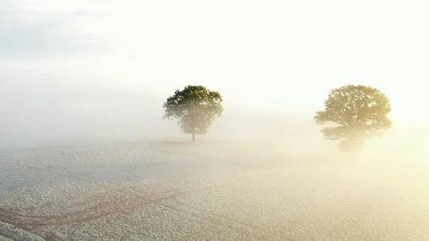 Aerial: flying circles around two trees in the fog Stock Footage 117417993