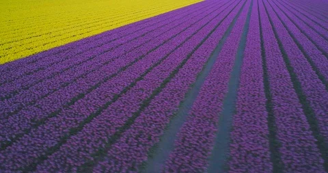 Aerial flying close over rows of yellow and purple tulips in colourful Dutch Stock Footage 108047945