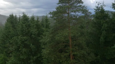 AERIAL: Flying close to the pine tree in the forest Stock Footage 40154369
