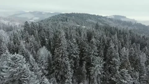 Aerial flying down drone shoot view of the pine in Dedinky Village in Slovakia. Video stock 150865999